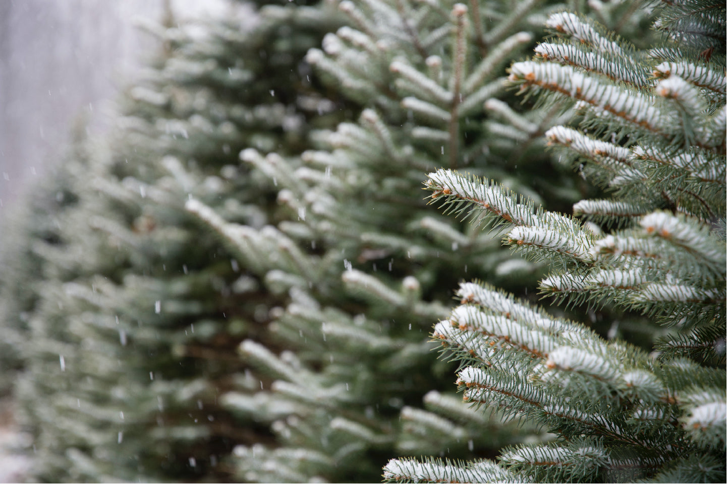 Rustic Rays Candle Co. | Natural Home Fragrance