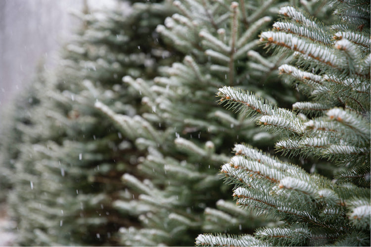 Rustic Rays Candle Co. | Natural Home Fragrance